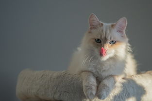 好用的猫奶嘴品牌大解析