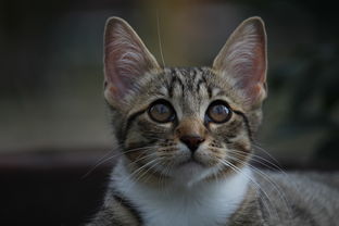 好用的猫奶嘴品牌大解析