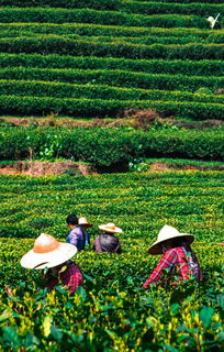 营销茶叶品牌，助推茶产业蓬勃发展