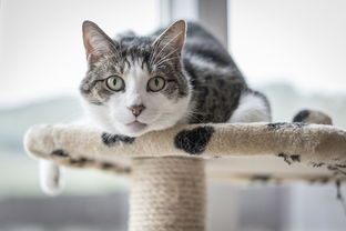 小猫干洗粉推荐品牌大盘点，告别猫咪毛发困扰，轻松养宠！