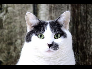 小猫干洗粉推荐品牌大盘点，告别猫咪毛发困扰，轻松养宠！