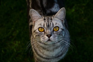 高端猫咪沐浴露品牌解析，品质至上，呵护猫咪每一根毛发