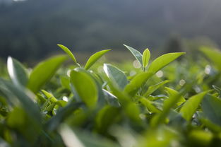 嵊州龙井茶的品牌魅力，探寻茶叶的多样性与品质