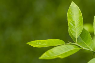贵州绿色茶叶品牌，传承与创新的生态茶之旅