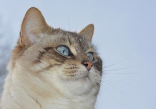 猫咪干洗粉品牌大测评，哪款最适合你的毛孩子？