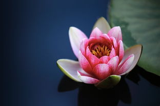 莲花服务网站推广全攻略，让你的网站在互联网上绽放光彩