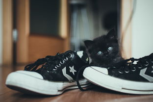 猫爪鞋舞蹈品牌，舞动时尚，猫爪鞋的魅力