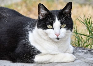 揭秘猫用漱口水品牌，让你的猫咪口腔健康无忧！