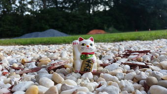幼猫奶嘴玩具推荐品牌大全，让小猫乐在其中，成长更愉快