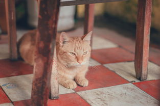 好用的喂猫奶嘴品牌推荐，养猫必备知识大解析