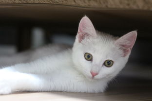 猫咪奶嘴推荐，国产品牌的优选选择