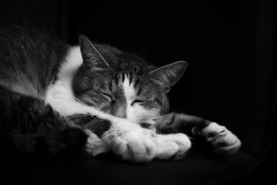 猫咪沐浴露进口品牌大盘点，选一款适合你家喵星人的专属沐浴神器