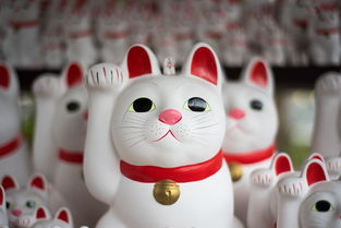 新加坡猫咪沐浴露品牌全解析，品质之选与体验分享