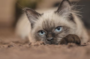 小猫猫砂铲子推荐品牌全解析