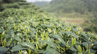 辽宁知名毛尖茶叶品牌，传承与创新的融合