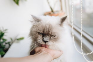 揭秘带猫爪设计的鼠标—那些让你爱不释手的喵星人周边
