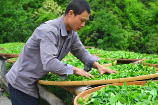 合肥买茶叶推荐品牌，这些品牌茶叶值得你信赖！