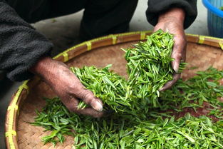 重庆普洱茶叶品牌加盟，开启您的茶叶事业新篇章