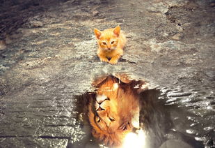 豪华猫咪软装品牌——打造你的梦幻宠物居所